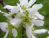 Close up of flower