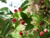 Fruit