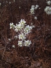 Clusters of white flowers