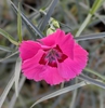 ‘American PieTM Bumbleberry Pie’