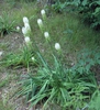 Form