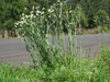 Upright form, often found along roadsides.