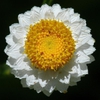 Ammobium alata