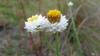 Flower close up