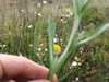 Wooly leaves with winged stems.
