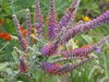 flower and leaves