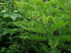 Amorpha fruticosa 