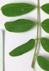 Amorpha fruiticosa