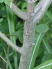 Amorpha fruiticosa