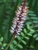 Amorpha herbacea