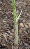 Amorphophallus kiusianus