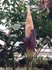 Flowers of A. decus-silvae
