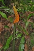 Erect spadix with orange berries maturing along its length.