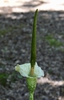 Amorphophallus kiusianus