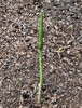 Amorphophallus kiusianus