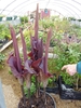 Growing a a pot with maroon leaves and flowers