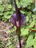 flower, spring, Davidson County, NC