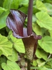 flower, spring, Davidson County, NC