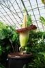 large potted plant. Funnel like spathe around a large spadix