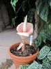 potted plant with small pink spathe and spadix. No leaves.