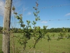 Ampelopsis arborea