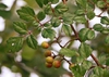 Ampelopsis arborea