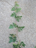 Leaf attachment
