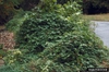 Ampelopsis brevipedunculata var maximowiczii