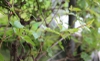 Ampelopsis brevipedunculata var maximowiczii