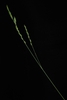 Stem and spikelets (Woodbine, NJ)-Early Fall