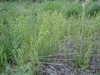 Amsinckia Menziesii