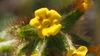 Yellow trumpet-shaped flower with orange markings