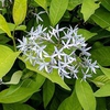Amsonia tabernaemontana