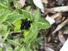 Spring buds forming