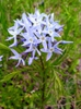 Close up of flower