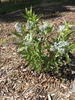 Form