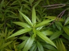 Amsonia tabernaemontana