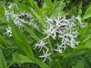 Amsonia tabernaemontana