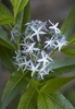 Photo of Amsonia tabernaemontana