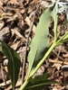 Underside of leaf