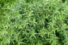 Foliage