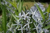 Amsonia tabernaemontana