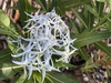 Close up of flower