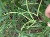 Fruits