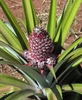 Terminal spike of flowers; vegetative shoots at the base & apex