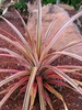 Rosette of green leaves with rosy cast & rose- margins.