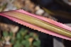 Close-up of leaf with serrate margin & pink marginal variegation