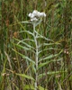 flower and leaves