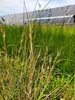 Green leaves in May