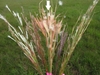 Inflorescence in Oct with white hairs